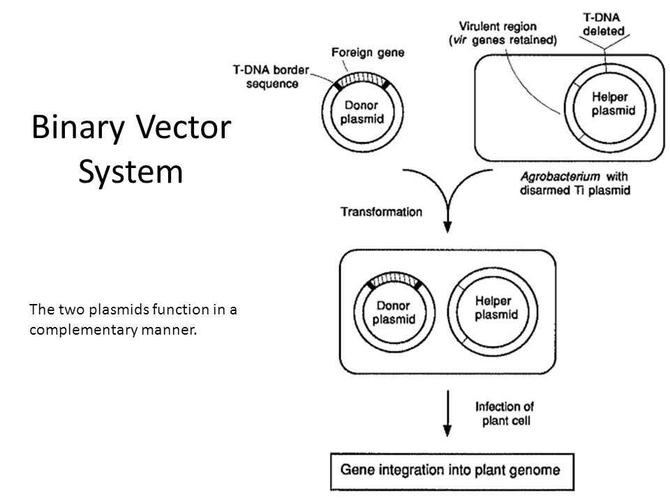 binary vector strategy